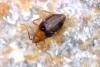 Aepophilus bonnairei